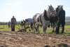 Irish plough championships.jpg